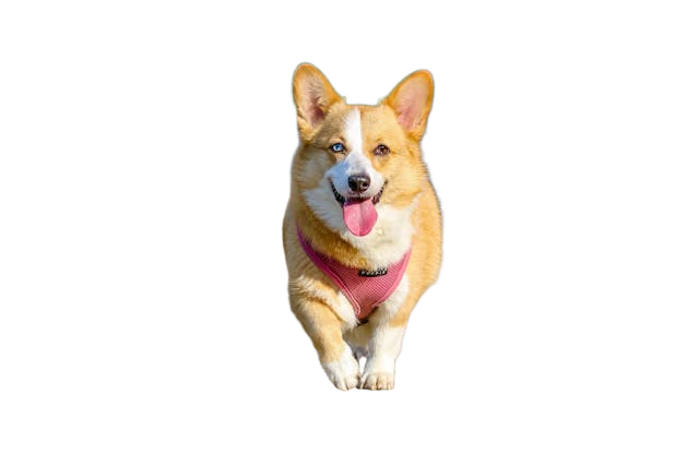 Mascota original